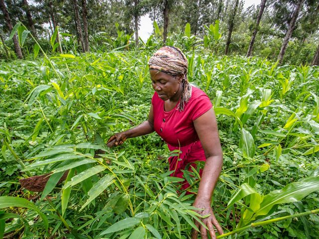 Julia Wangari tends to the bamboo planted at her home outside Maragua, Kenya. Wangari is one of the women who has been employed by the Kenya Fuel Woods program. 25 April, 2018