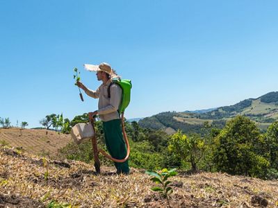 Un hombre planta árboles en las montañas de la Mantiqueira
