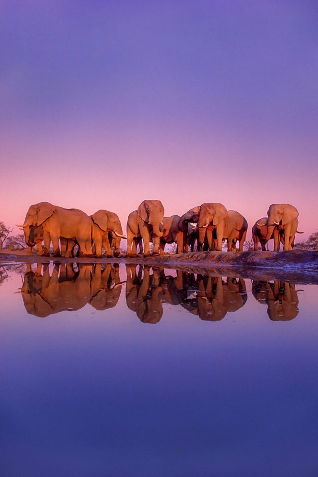 A group of African elephants visits a waterhole.