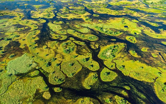 Green islands dot the wetland in the Okavango delta.