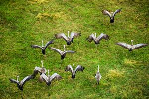 A group of wattled cranes takes off from a grassy spot in the Okavango Delta.