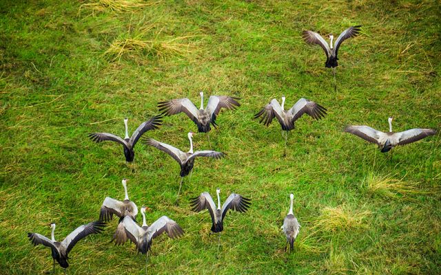 A group of wattled cranes takes off from a grassy spot in the Okavango Delta.