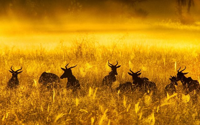 A herd of topis stands amid tall golden grasses.