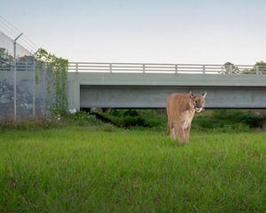 A panther uses a wildlife crossing to pass under a road.