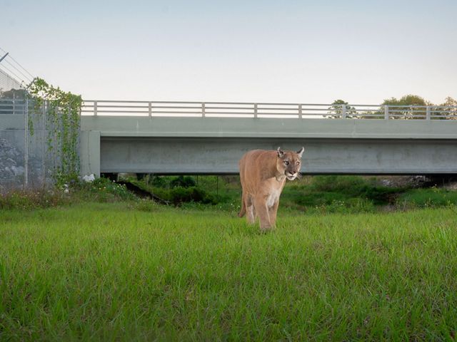 pantera frente a la cámara se aproxima, sobre verde pasto, puente de autopista en el fondo