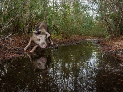Jabalí salvaje capturado por cámara trampa