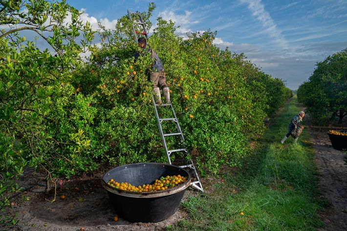 Un hombre recoge naranjas en un huerto de naranjos de Florida