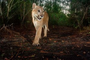 Una pantera de Florida grande