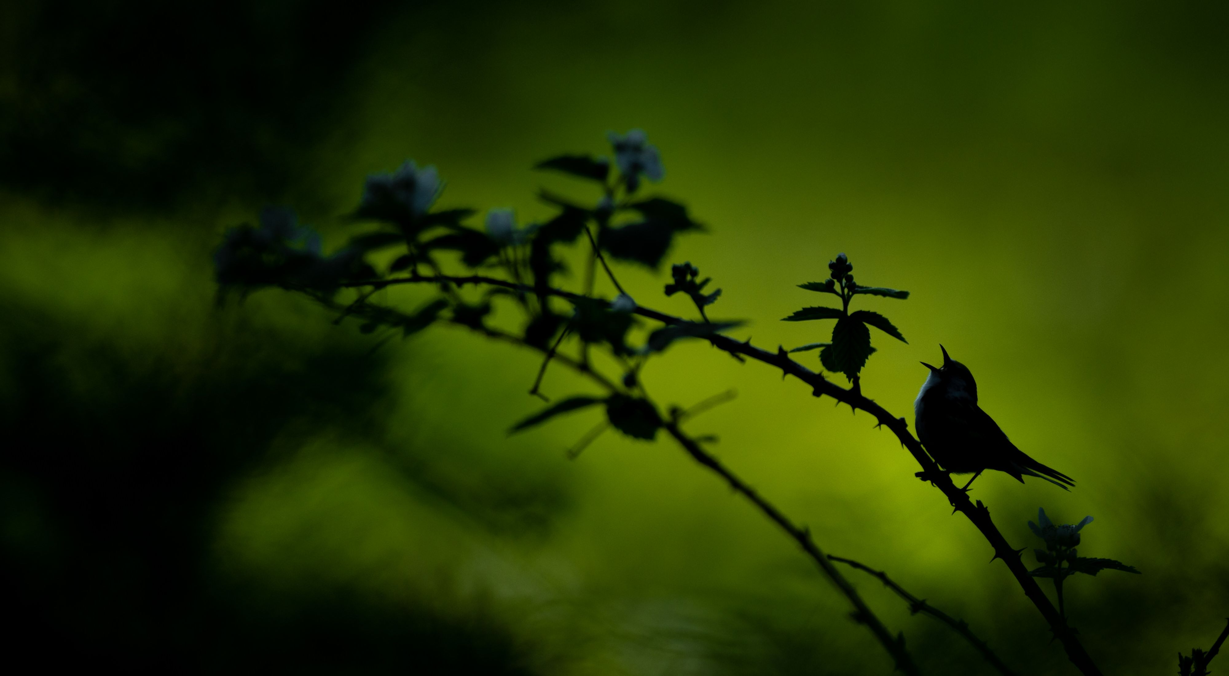 A bird on a tree limb sings at sunrise
