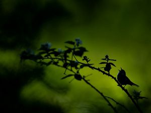 A bird on a tree limb sings at sunrise