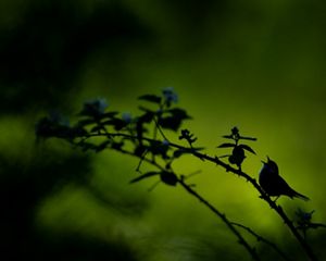 Un pájaro en la rama de un árbol canta al amanecer.