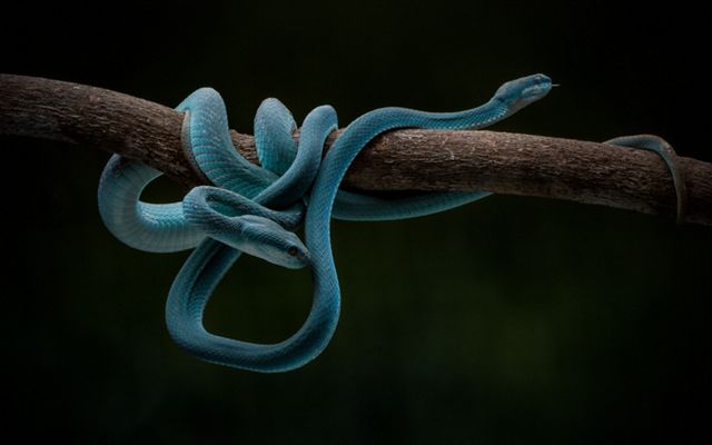 Blue vipers on a tree branch