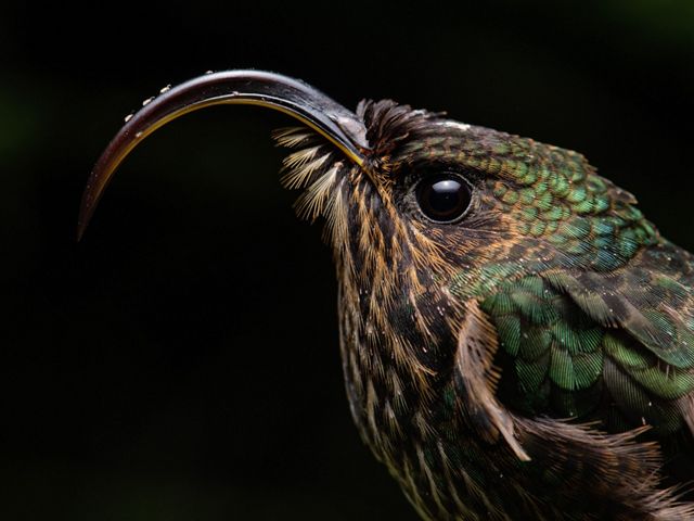 Un colibrí enfermo de punta blanca