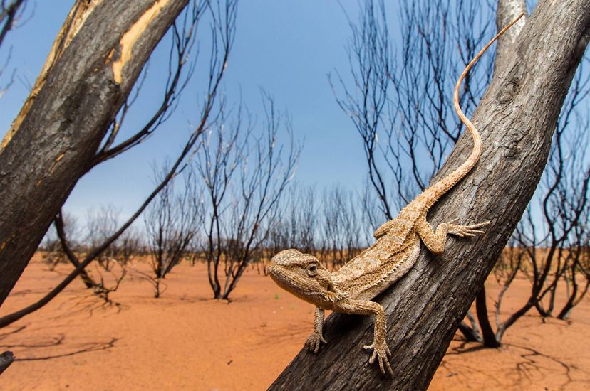 Un dragón barbudo enano se posa en un árbol del desierto