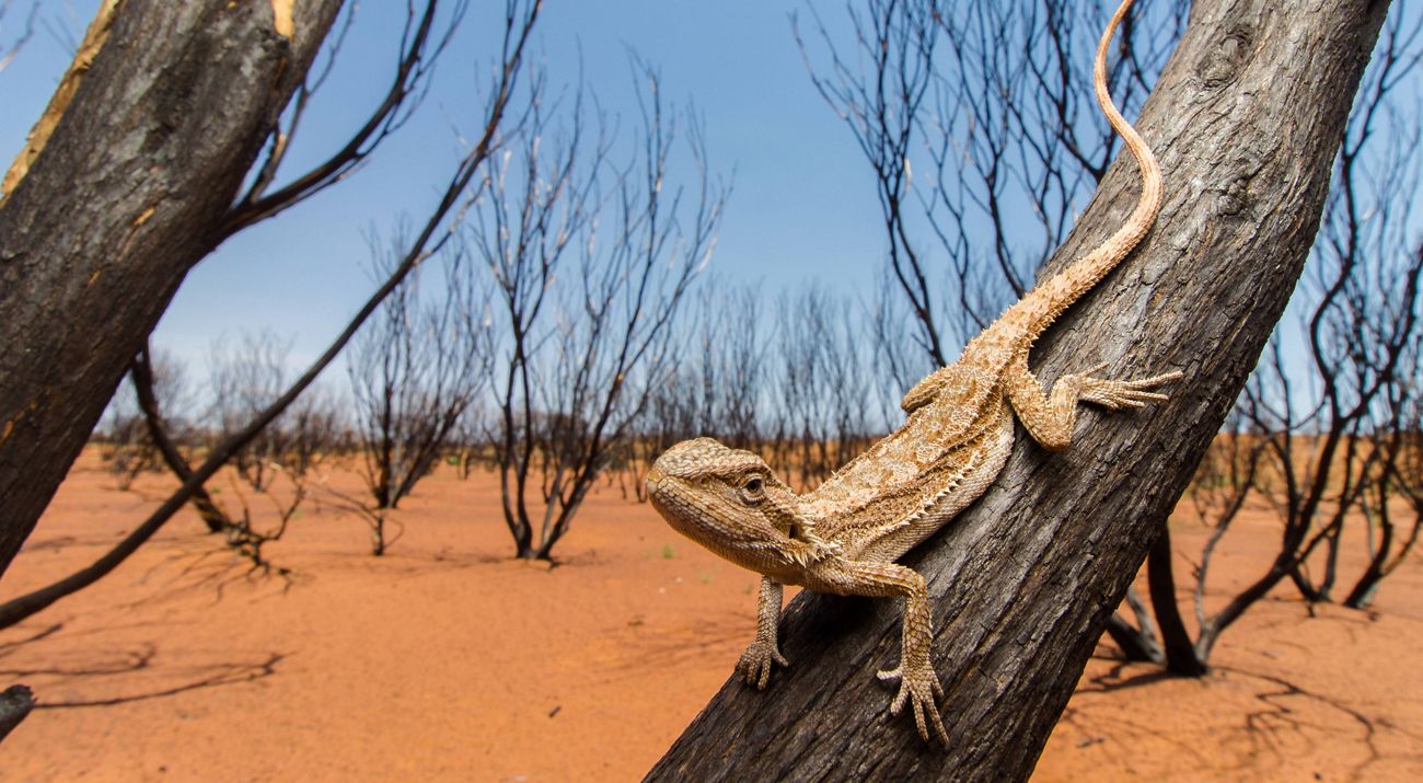 This Dwarf Bearded Dragon (Pogona minor) was the only living vertebrate excluding birds that we found in this area. A true survivor and example of resilience in desert reptiles.