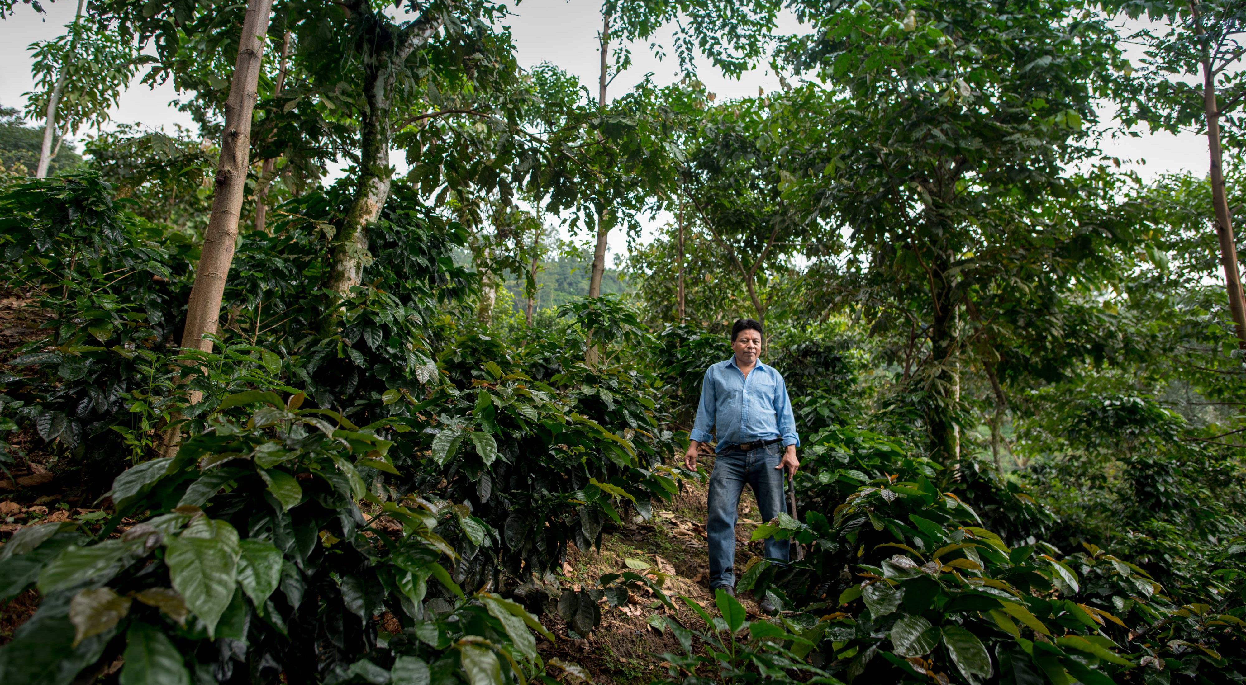 Un agricultor café entre plantas.