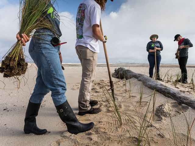 Workers use tools on a sandy beach to plant grasses