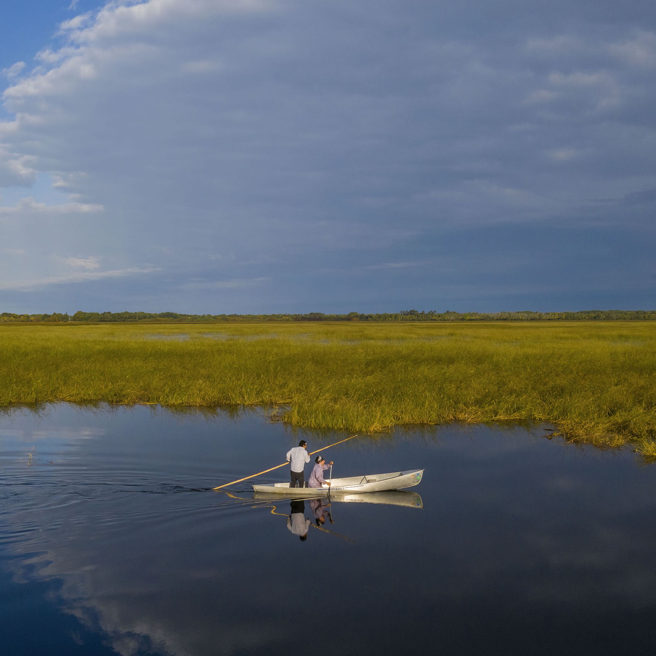 Two people in a canoe on a lake with tall, wild rice growing.