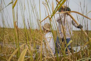 Wild Rice Harvest