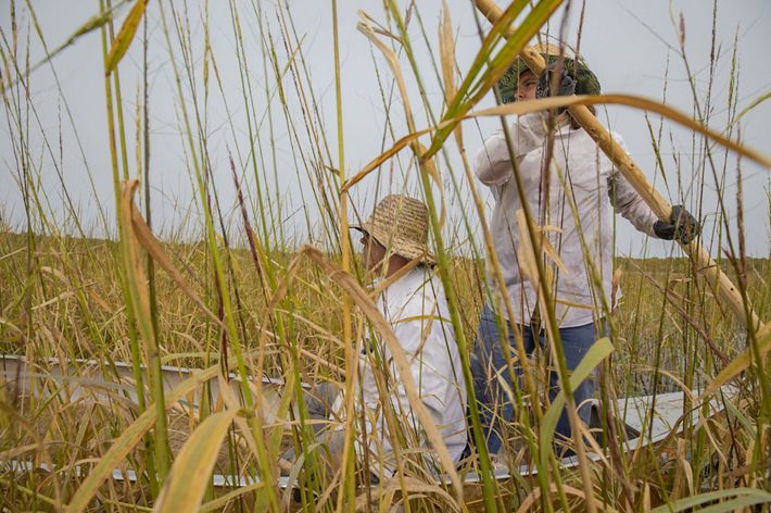 A father and son harvest rice from a canoe from tall stalks.