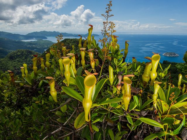 Monkey pitcher plants in the Seychelles