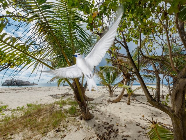 A white tern flies on a beach in front of tropical trees