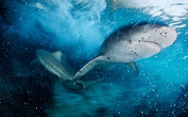 penguins swimming under water