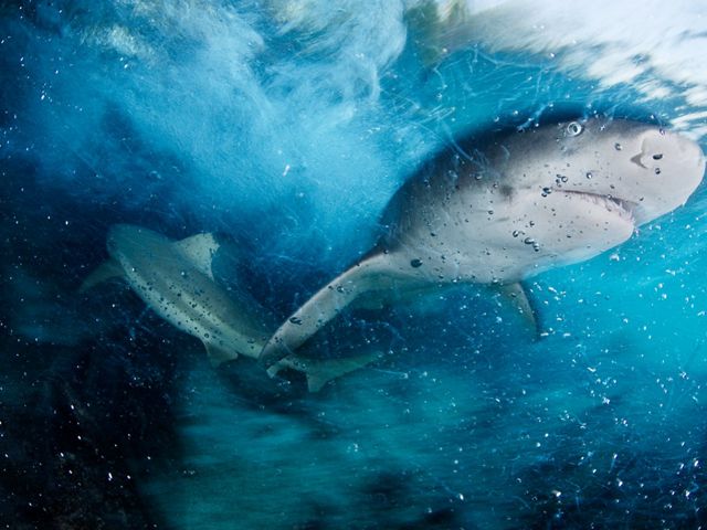 A sicklefin lemon shark swims in blue water