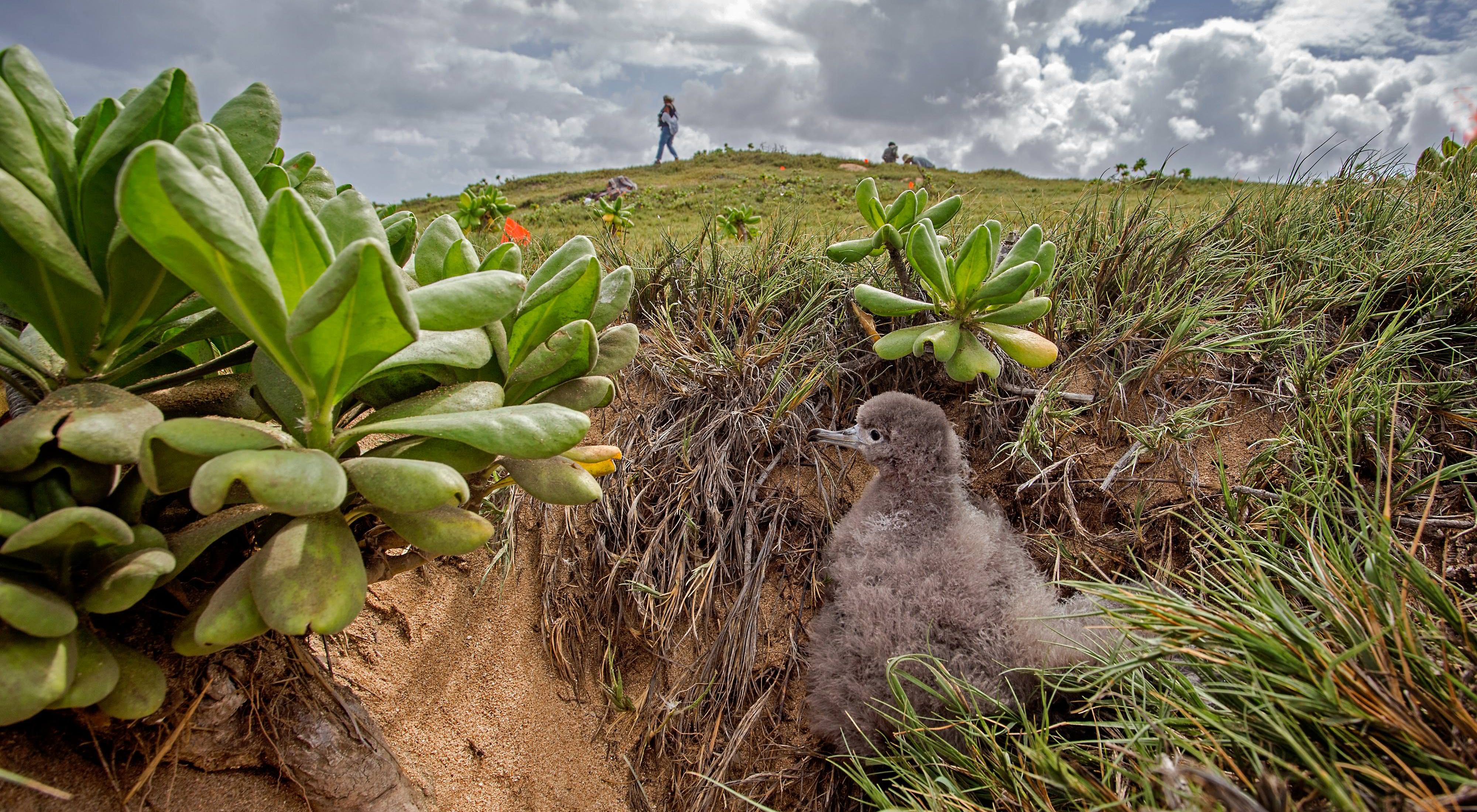 A fluffy gray chick hides in a grassy area.