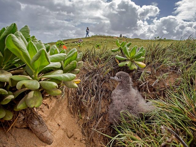 emerges from its burrow at The Nature Conservancy's Mo'omomi Preserve on Moloka'i in Hawaii.