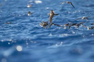 Wedge-tailed shearwaters fly above blue water