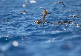 Wedge-tailed shearwaters fly above blue water