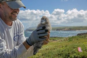 man holds fuzzy gray chick