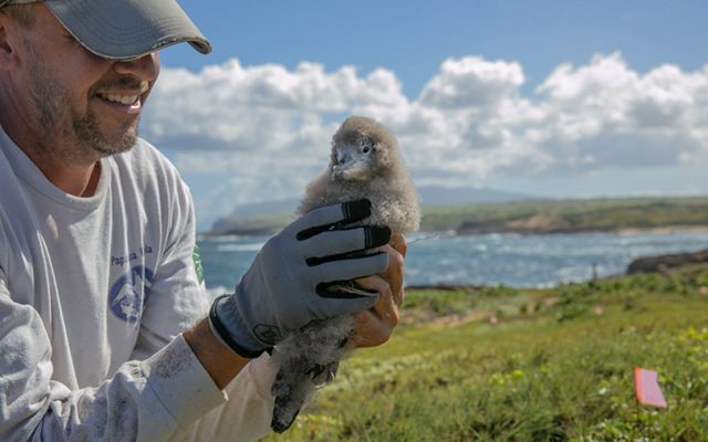 man holds fuzzy gray chick