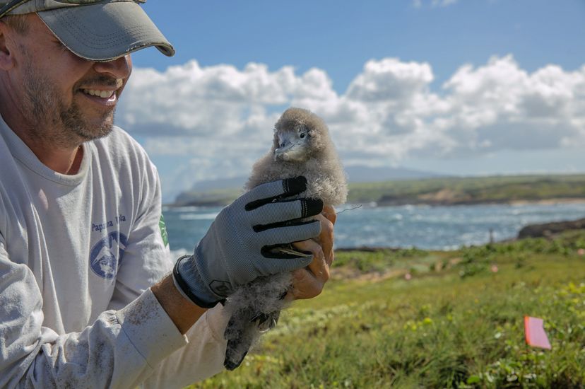 man holds fuzzy gray chick