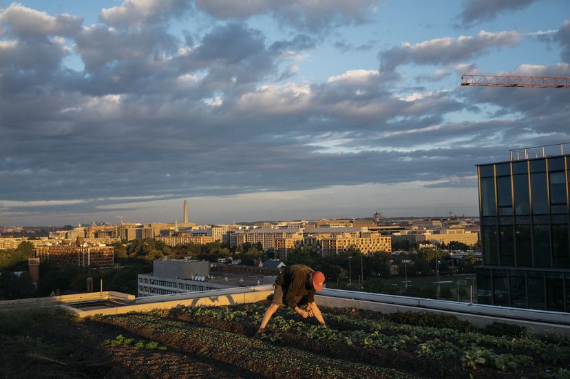 Un hombre recoge vegetales en un jardín de techo.