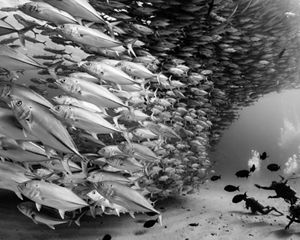 Divers swim behind a large school of fish