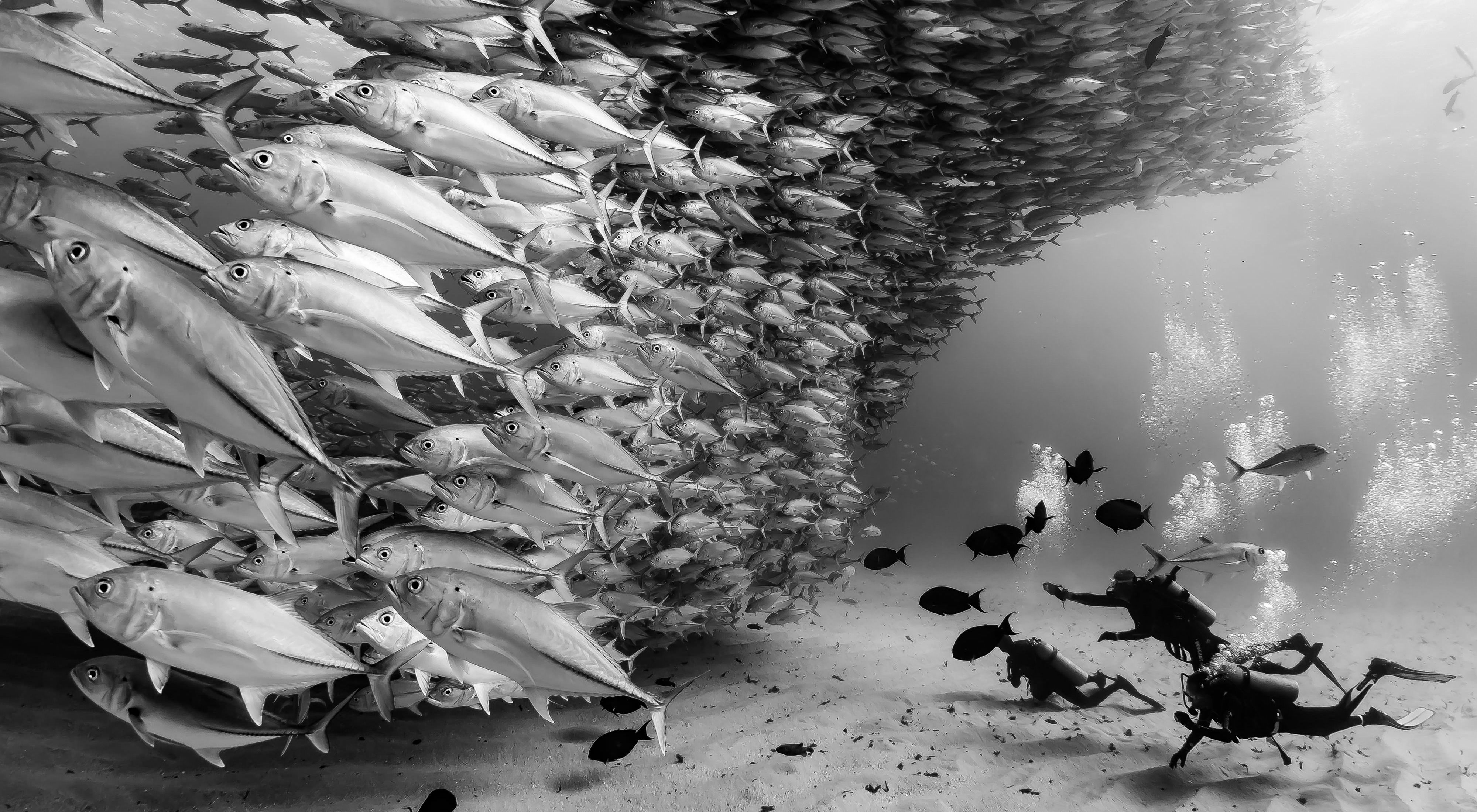 Divers follow a huge school of fish