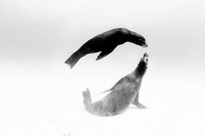 Two seals swim near each other underwater