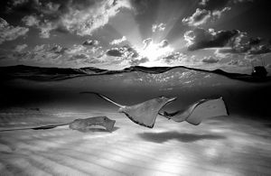 Rays swim in shallow water