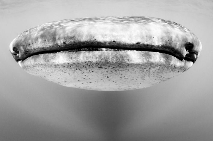 The mouth of a whale shark