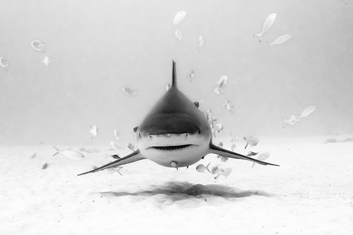 México, Quintana Roo, Playa del Carmen. Portrait of a bull shark with fishes around her some 80 ft deep in a sandy bottom.