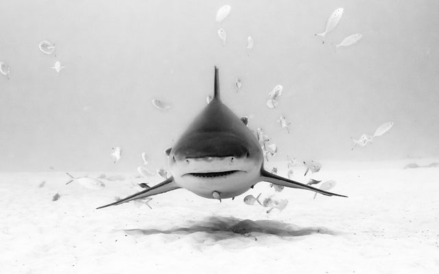 MÃ©xico, Quintana Roo, Playa del Carmen. Portrait of a bull shark with fishes around her some 80 ft deep in a sandy bottom.