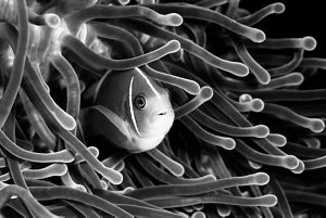 A clownfish swims among an anemone