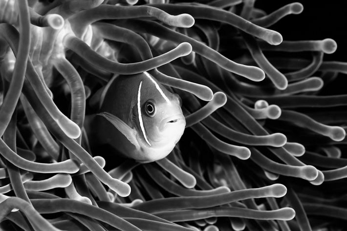 A clownfish swims among an anemone