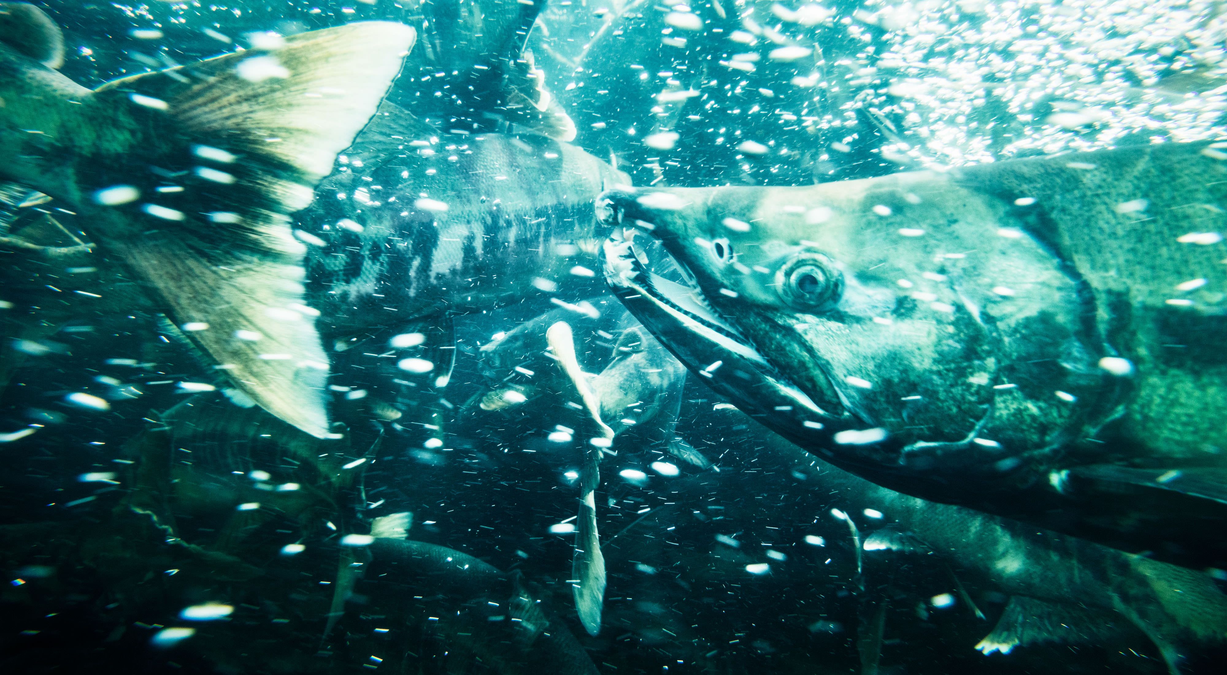 underwater view of salmon rushing by