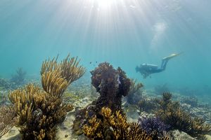 A diver swims by a flourishing coral reef
