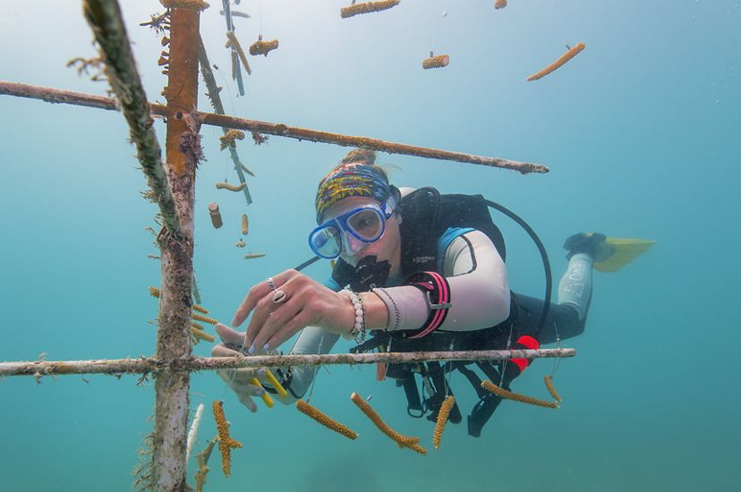 A diver ties pieces of coral to an underwater PVC frame
