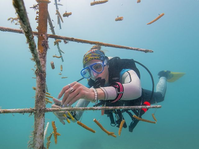 female scientist attaches pieces of baby coral to pvc pipe to grow coral reefs underwater