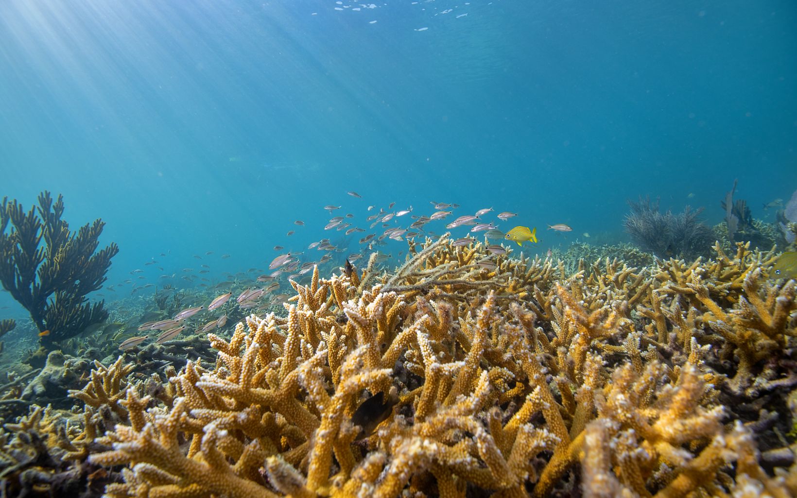 Contrast Healthy staghorn coral (foreground) are yellow, while dead ones are white or gray-brown.  © Jennifer Adler